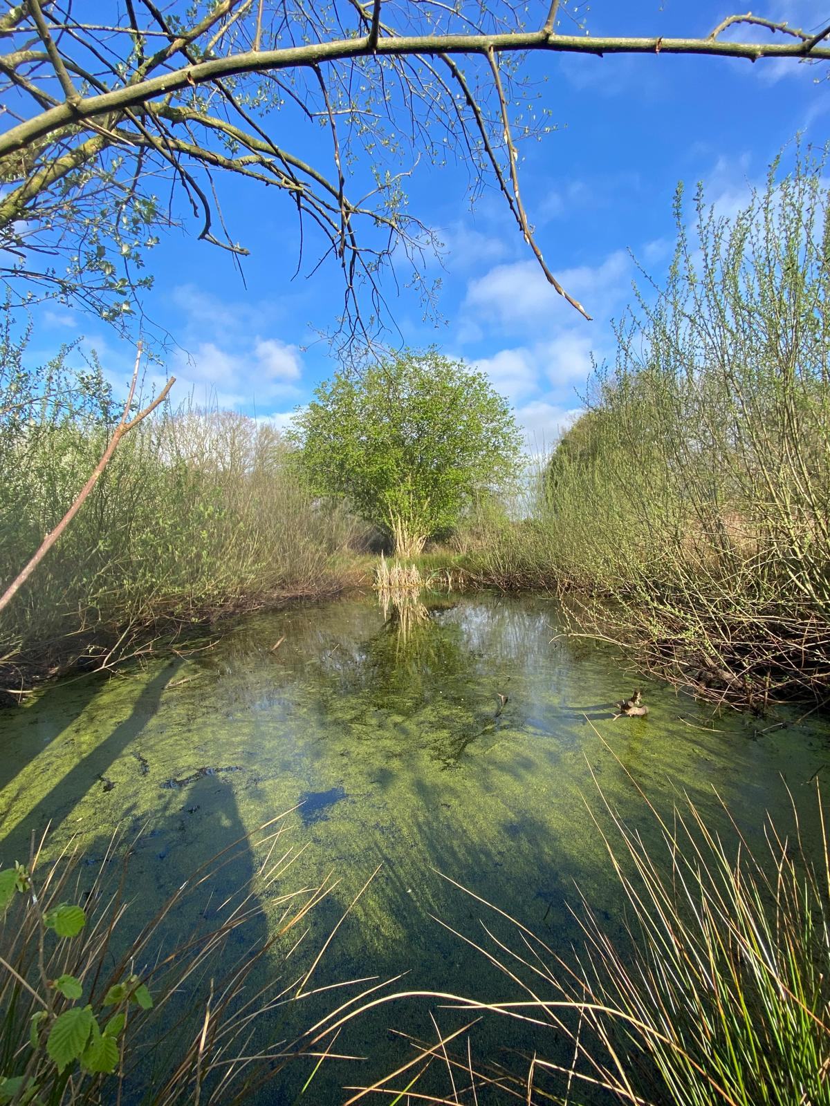 Teich mit Weide im Frühling